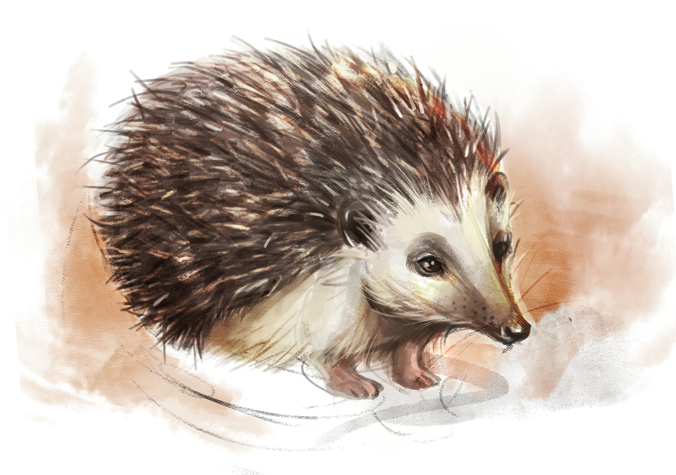 Hedgehog